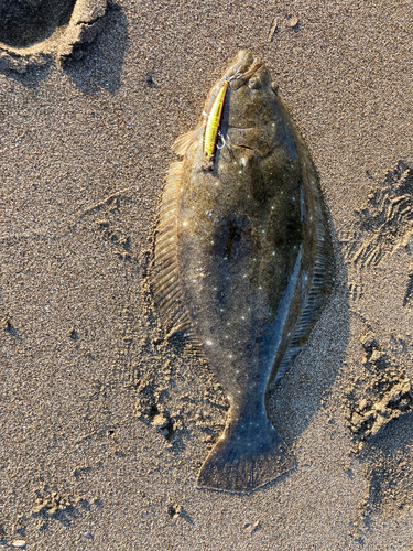 ヒラメの釣果