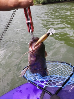 ナマズの釣果