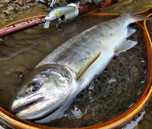 ヤマメの釣果