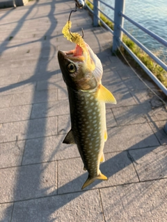 アメマスの釣果