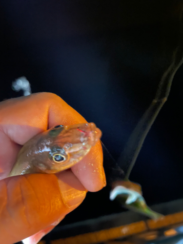 キスの釣果