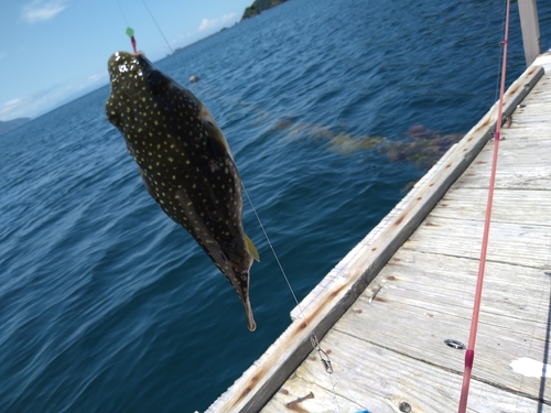 フグの釣果