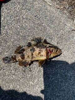 タケノコメバルの釣果