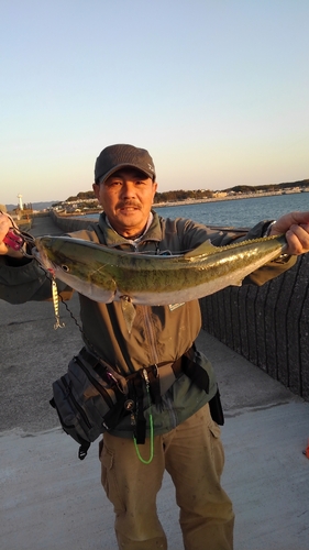 メジロの釣果