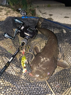 ナマズの釣果