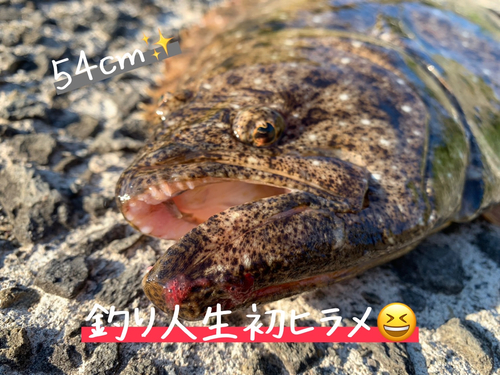 ヒラメの釣果