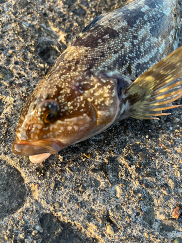 アイナメの釣果