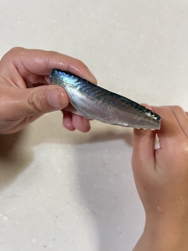 サバの釣果