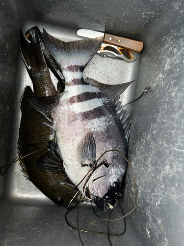 イシダイの釣果