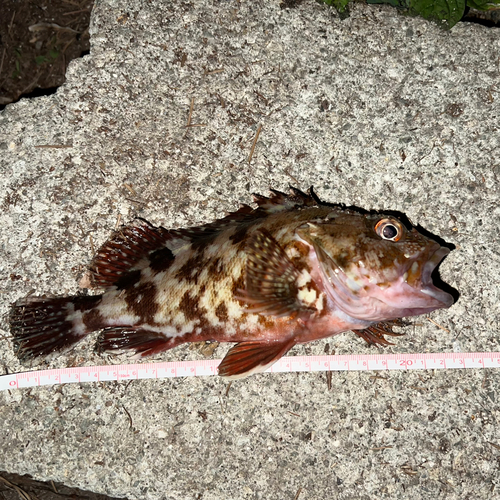 カサゴの釣果