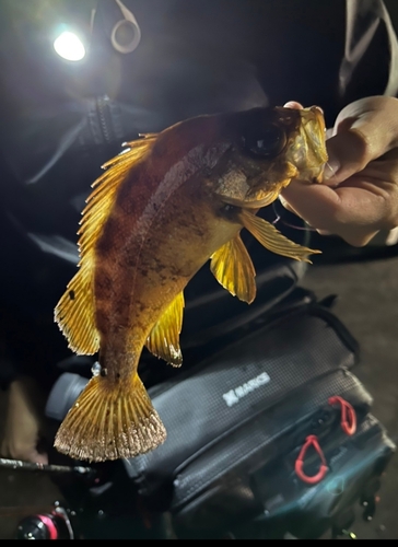 アカメバルの釣果