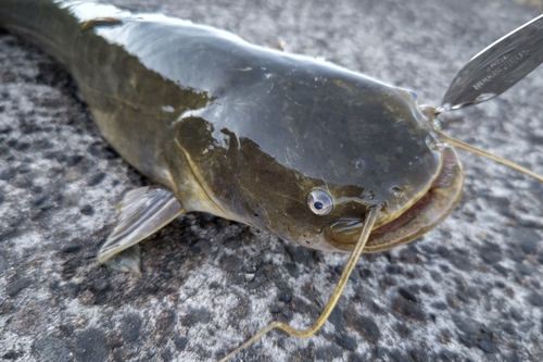 ナマズの釣果