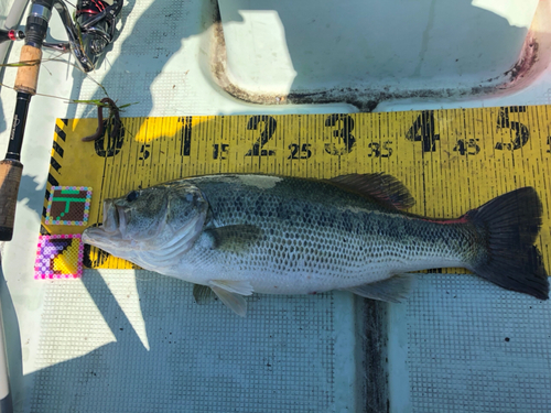 ブラックバスの釣果