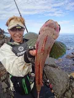 ホウボウの釣果