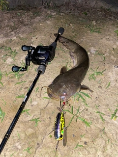 ナマズの釣果