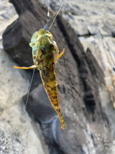 アナハゼの釣果