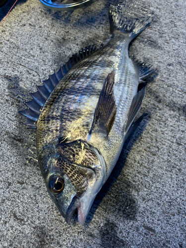 クロダイの釣果