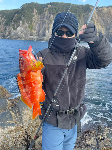 アカハタの釣果