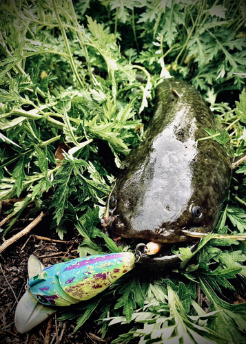 ナマズの釣果