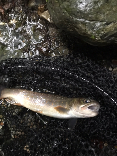 イワナの釣果