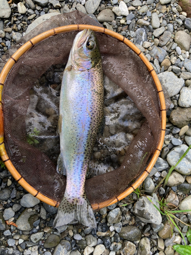 ニジマスの釣果