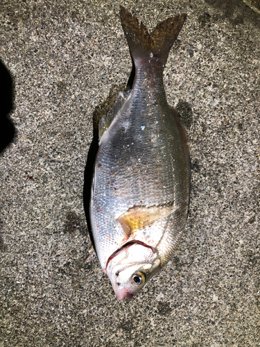 タナゴの釣果