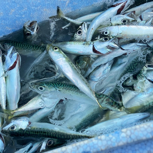 サバの釣果