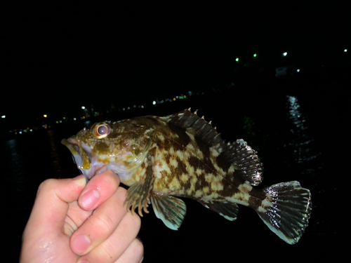 カサゴの釣果