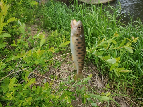 ヤマメの釣果