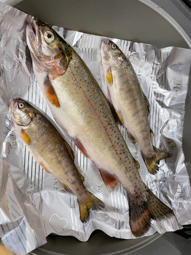 ニジマスの釣果