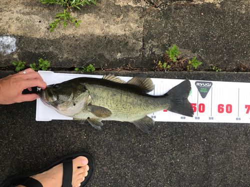 ブラックバスの釣果