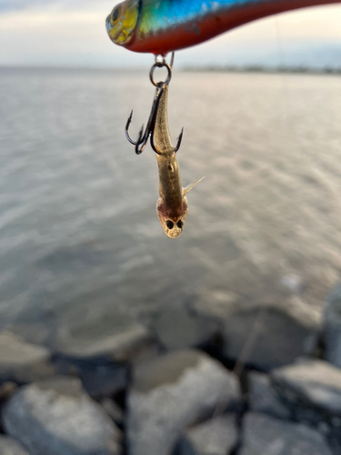 マハゼの釣果