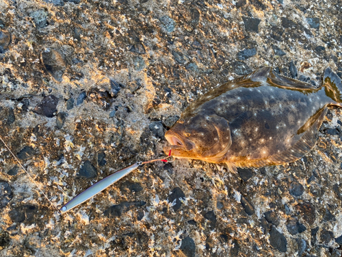 ヒラメの釣果