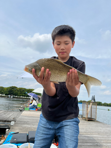 ヘラブナの釣果