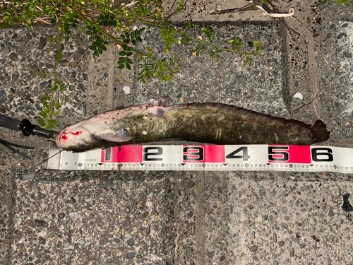 ナマズの釣果