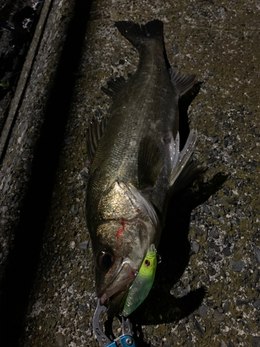 シーバスの釣果