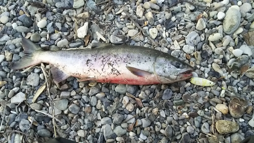 サケの釣果