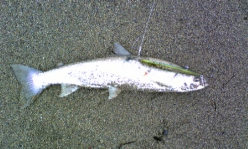 アメマスの釣果