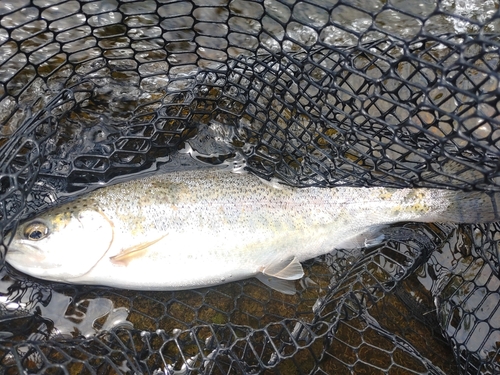 ニジマスの釣果