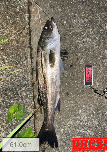 シーバスの釣果