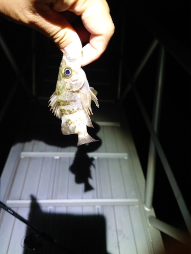 シロメバルの釣果