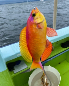 シキシマハナダイの釣果