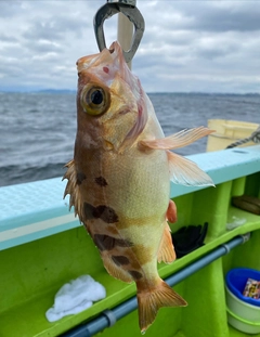 オキメバルの釣果