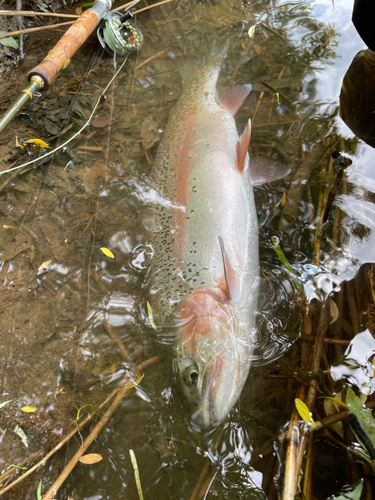 ニジマスの釣果