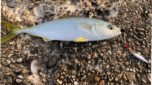 ハマチの釣果