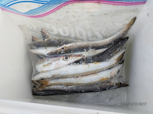 カマスの釣果