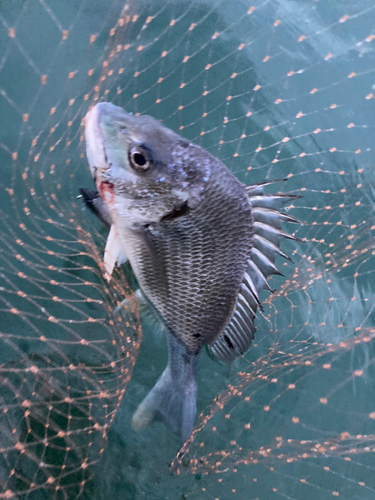 キビレの釣果