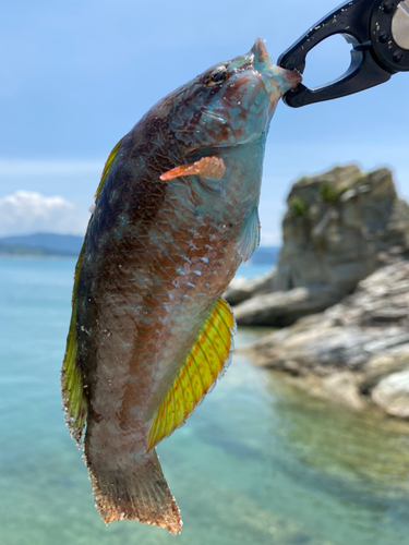 ベラの釣果