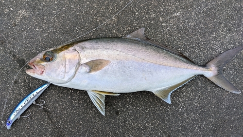 カンパチの釣果