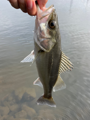 スズキの釣果